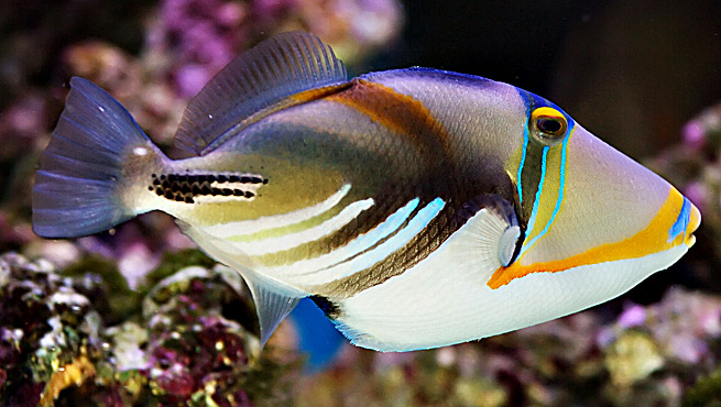 Exotic fish photography on the cheap
