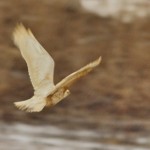 Buteo buteo albino